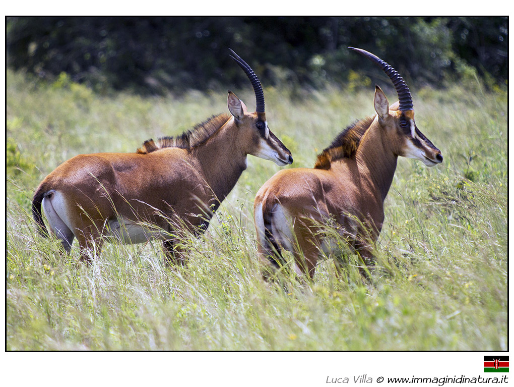 Antilope della sabbia - Hippotragus niger